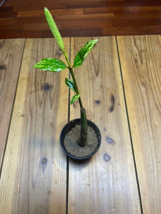 超希少　斑入りオヒルギ