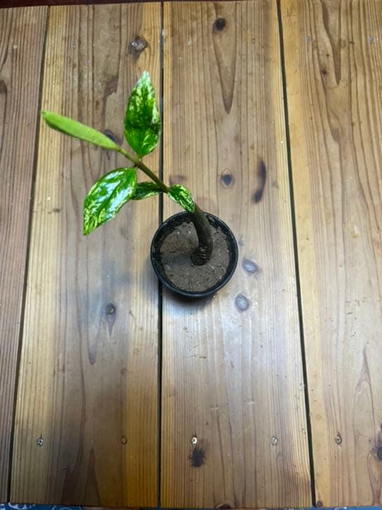 超希少　斑入りオヒルギ