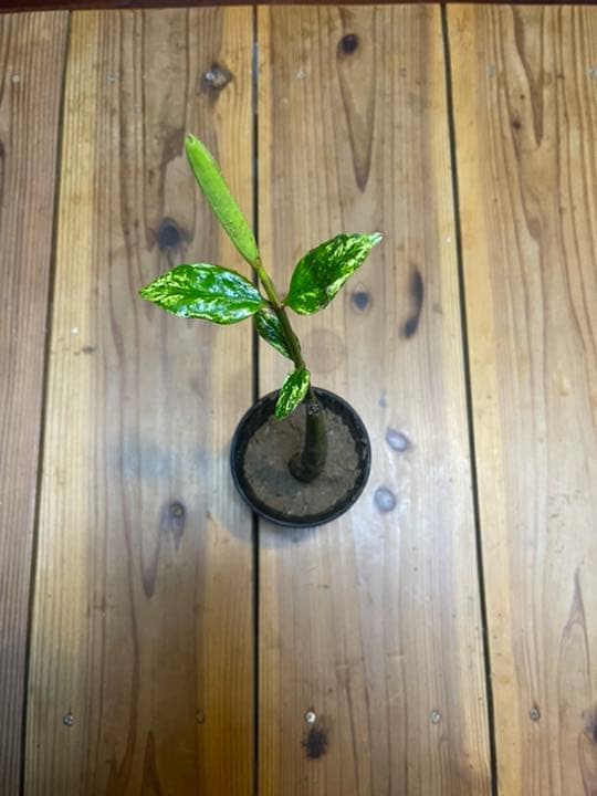 超希少　斑入りオヒルギ