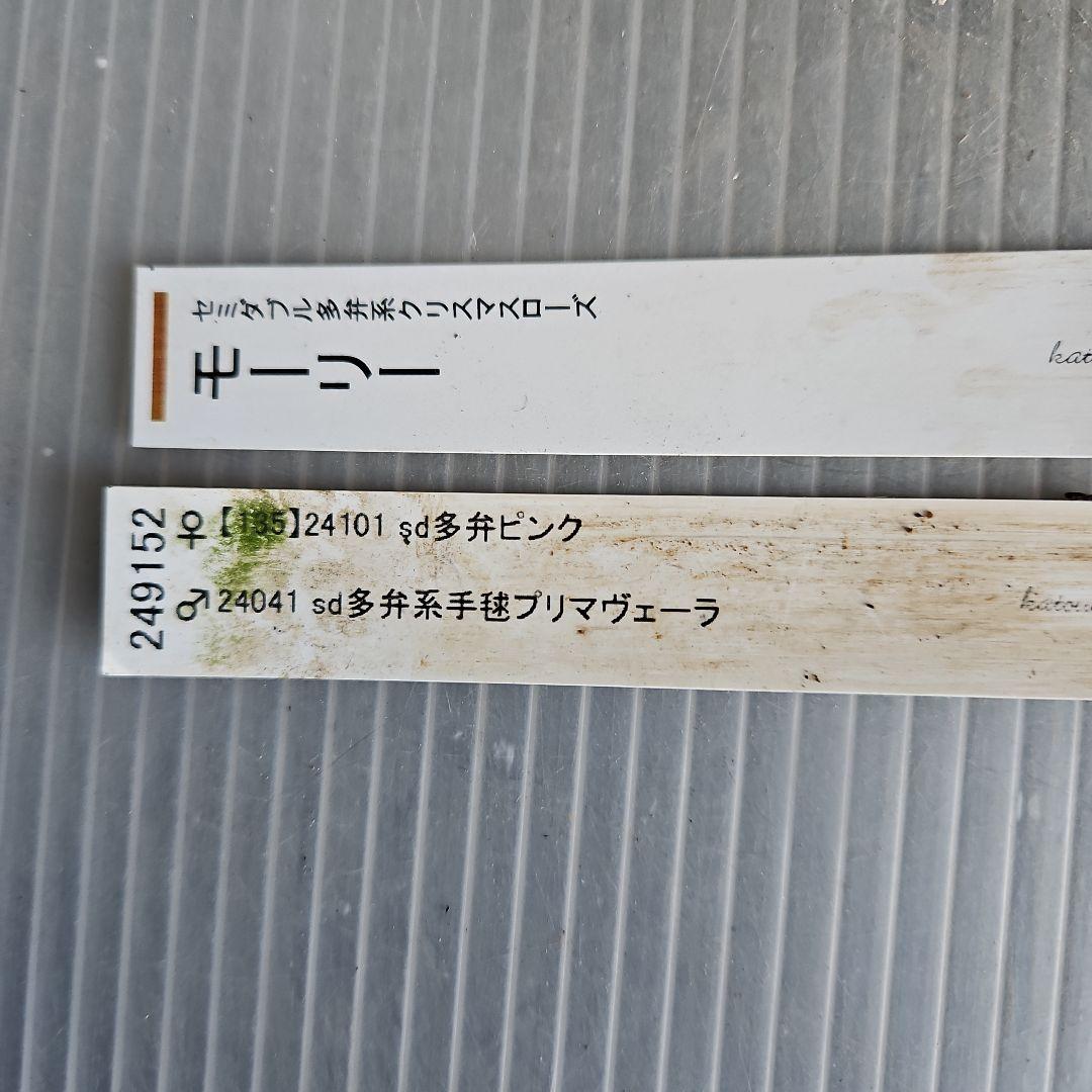 ✿㉖-354クリスマスローズ