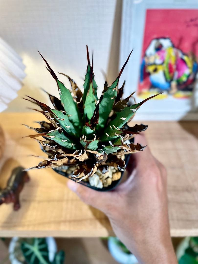 値引中！発根済み！希少種！鉢のまま発送！厳選株！ユタエンシス エボリスピナ