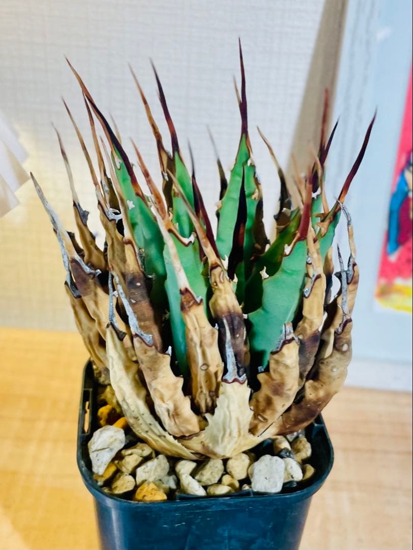 値引中！発根済み！希少種！鉢のまま発送！厳選株！ユタエンシス エボリスピナ