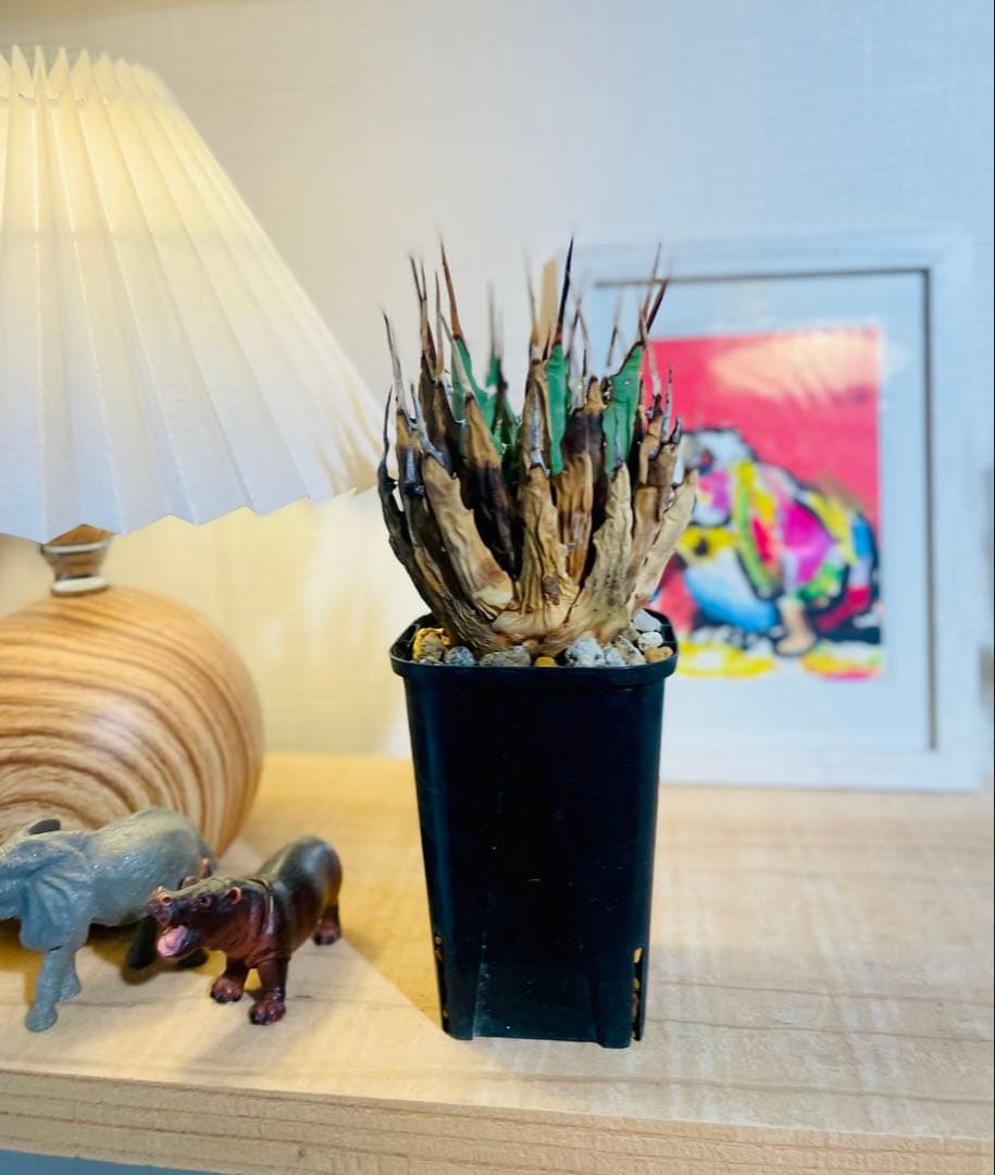 値引中！発根済み！希少種！鉢のまま発送！厳選株！ユタエンシス エボリスピナ