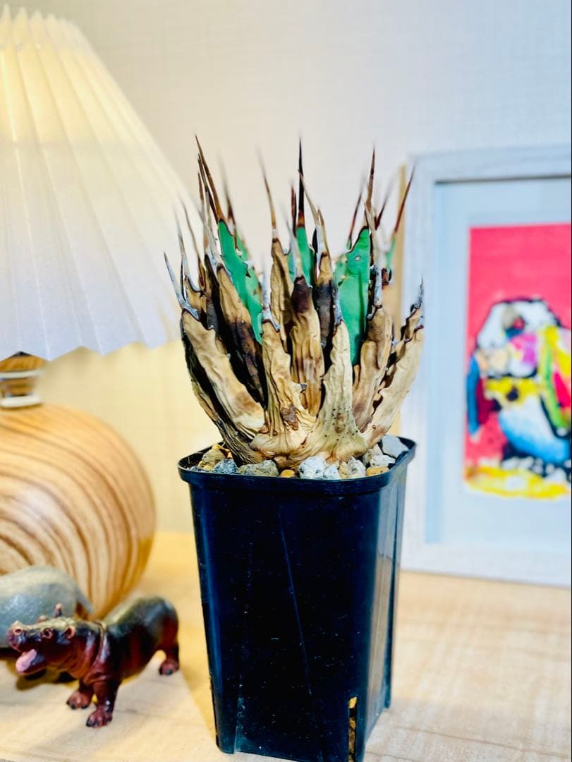 値引中！発根済み！希少種！鉢のまま発送！厳選株！ユタエンシス エボリスピナ