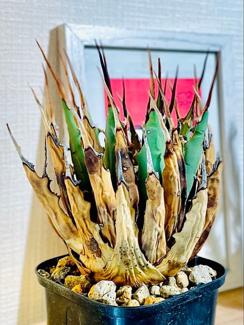 値引中！発根済み！希少種！鉢のまま発送！厳選株！ユタエンシス エボリスピナ