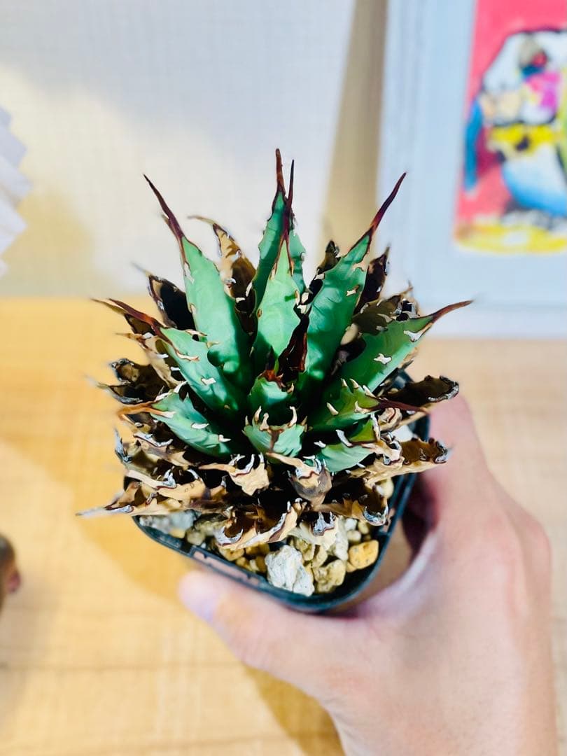 値引中！発根済み！希少種！鉢のまま発送！厳選株！ユタエンシス エボリスピナ