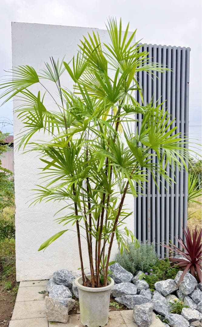 特大。シュロチク(棕櫚竹)2.3M(鉢底から)