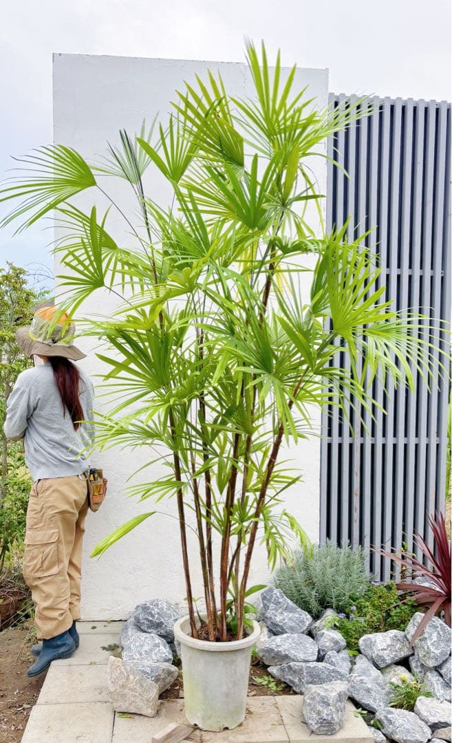 特大。シュロチク(棕櫚竹)2.3M(鉢底から)