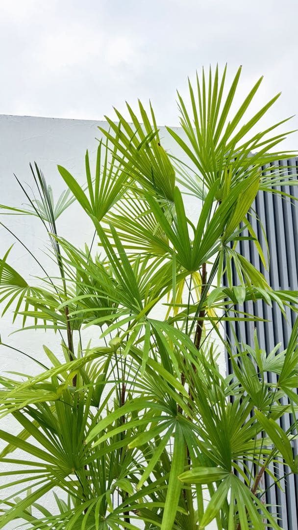 特大。シュロチク(棕櫚竹)2.3M(鉢底から)