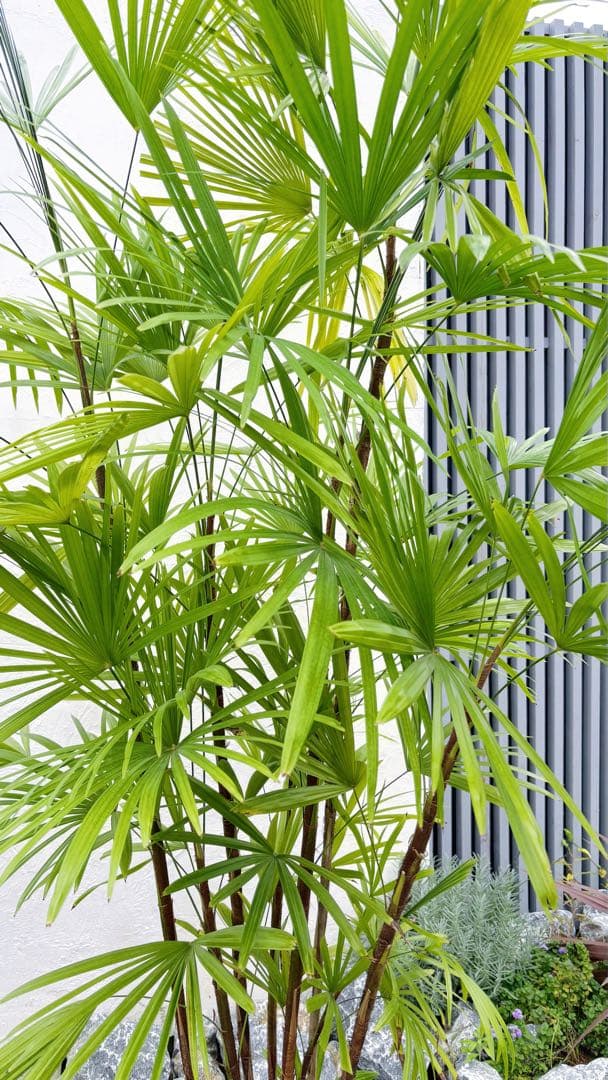 特大。シュロチク(棕櫚竹)2.3M(鉢底から)