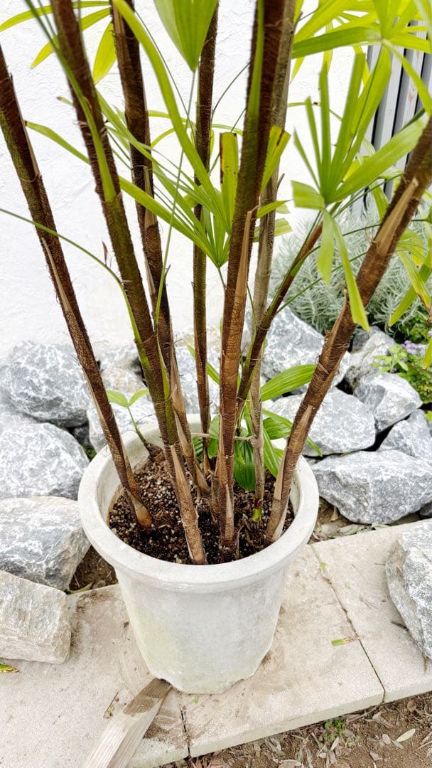 特大。シュロチク(棕櫚竹)2.3M(鉢底から)