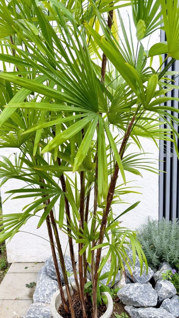 特大。シュロチク(棕櫚竹)2.3M(鉢底から)