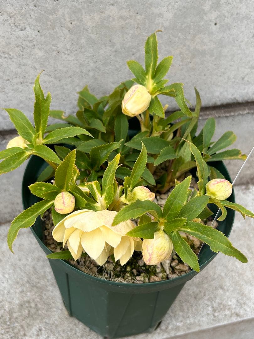 開花3蕾12 充実株 加藤農園 ddゴールド濃フラッシュ - メルカリ