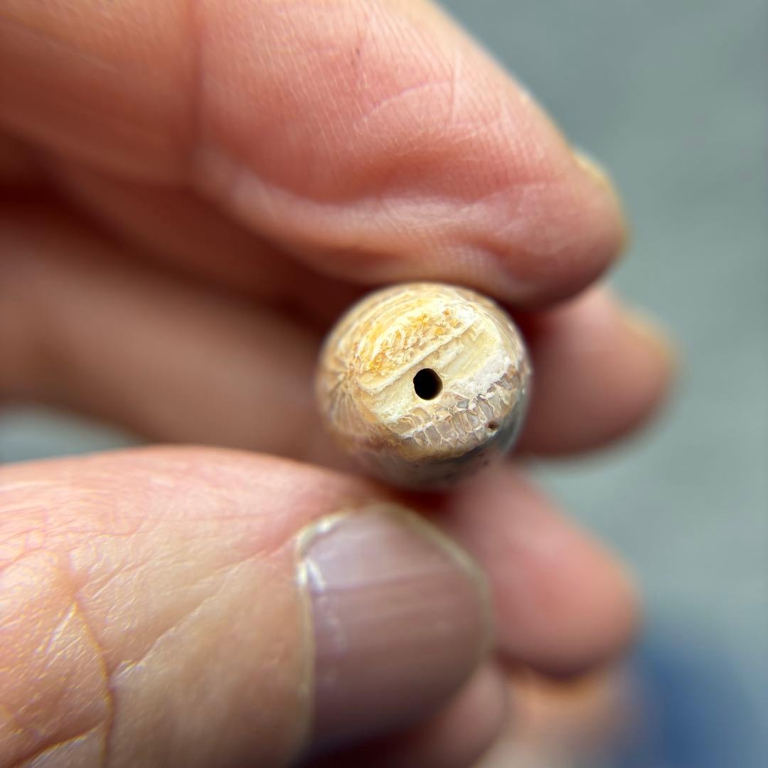 あずきちゃんフォッシルコーラル　天珠　1-303