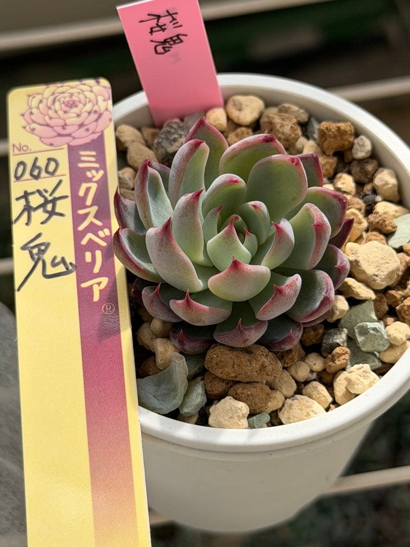 多肉植物 桜鬼 おらいさん苗 - メルカリ