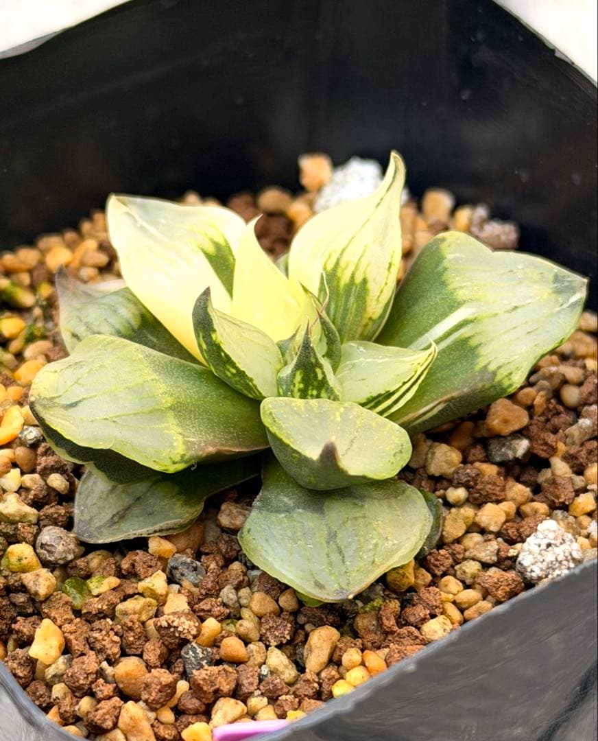 ハオルチア　裏般若錦　美株斑