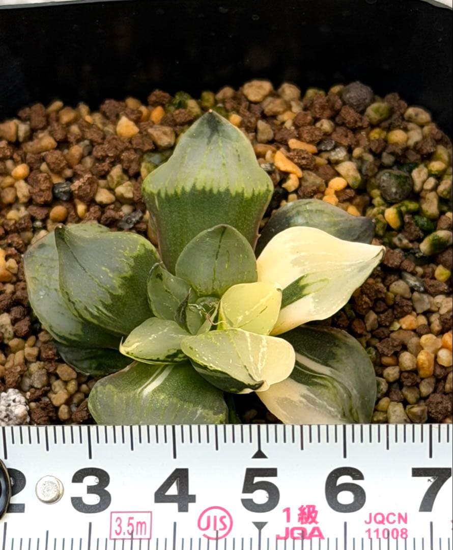 ハオルチア　裏般若錦　美株斑