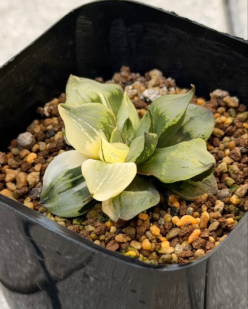 ハオルチア　裏般若錦　美株斑