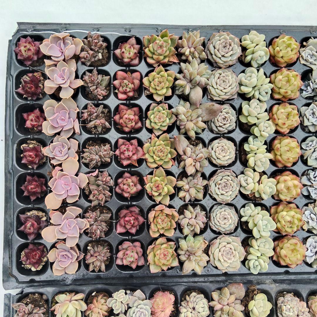 プラグ苗210個セット✨多肉植物　エケベリア　詰め合わせ　寄せ植えに!!