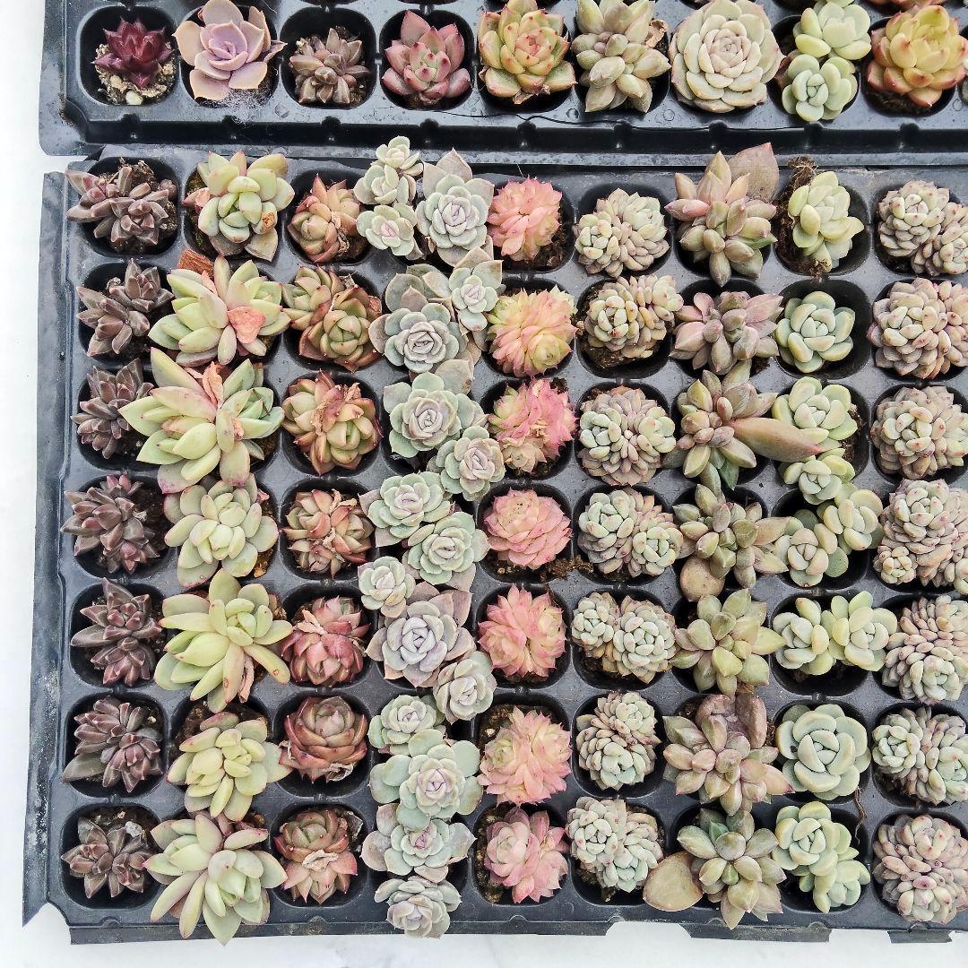 プラグ苗210個セット✨多肉植物　エケベリア　詰め合わせ　寄せ植えに!!