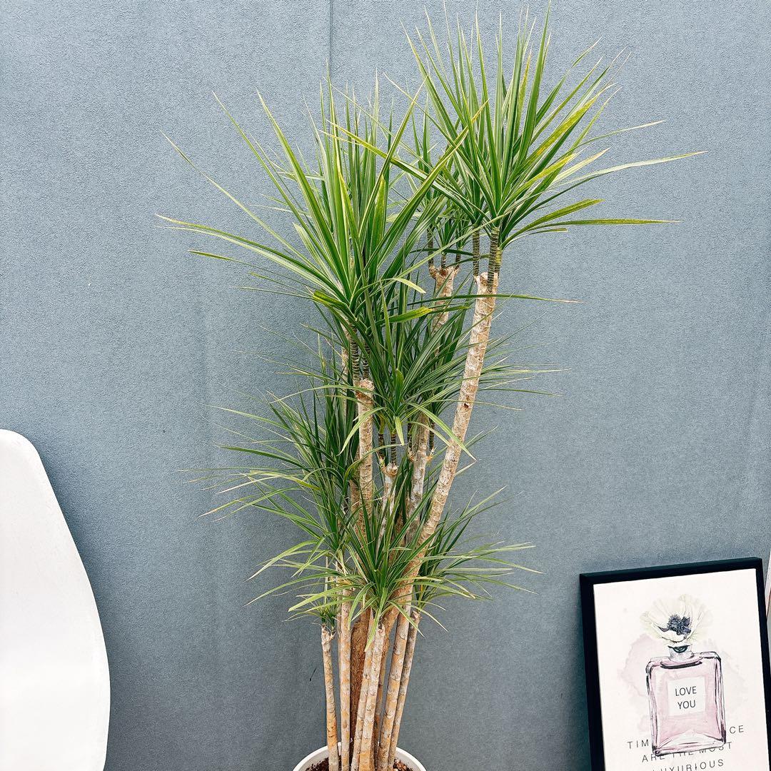 現品］34番 ドラセナ コンシンネ ホワイボリー 観葉植物 室内 8号