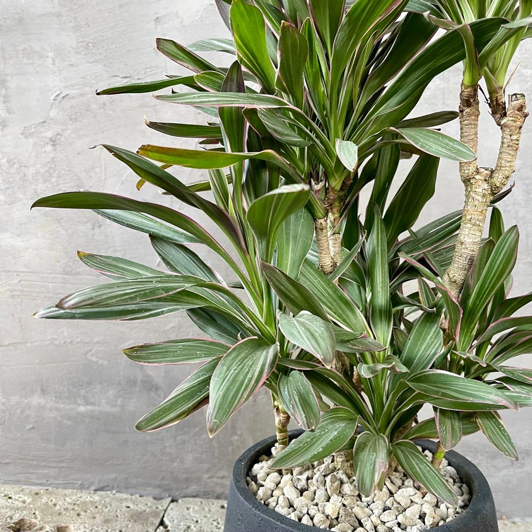 希少品種 コルジリネ サンゴ アンティーク調陶器鉢 植え込み発送