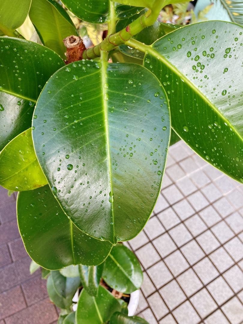 フィカス　ソフィア　曲がり仕立て　幹太　送料無料