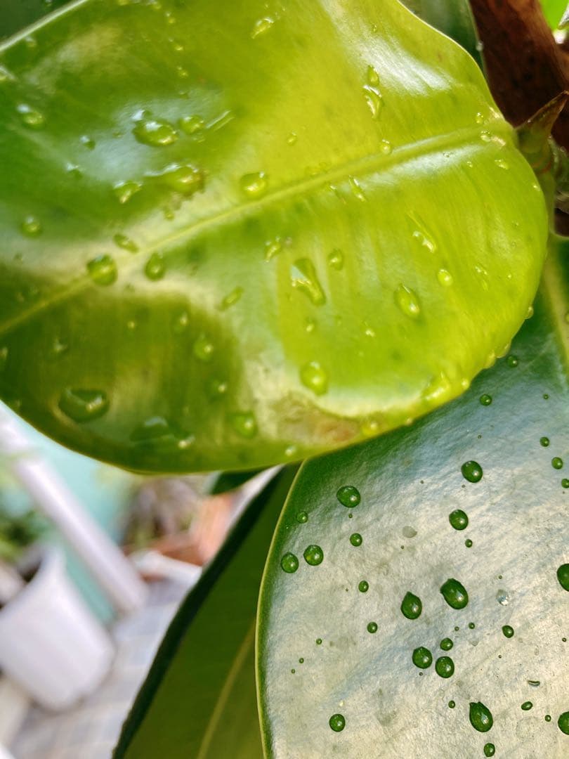 フィカス　ソフィア　曲がり仕立て　幹太　送料無料