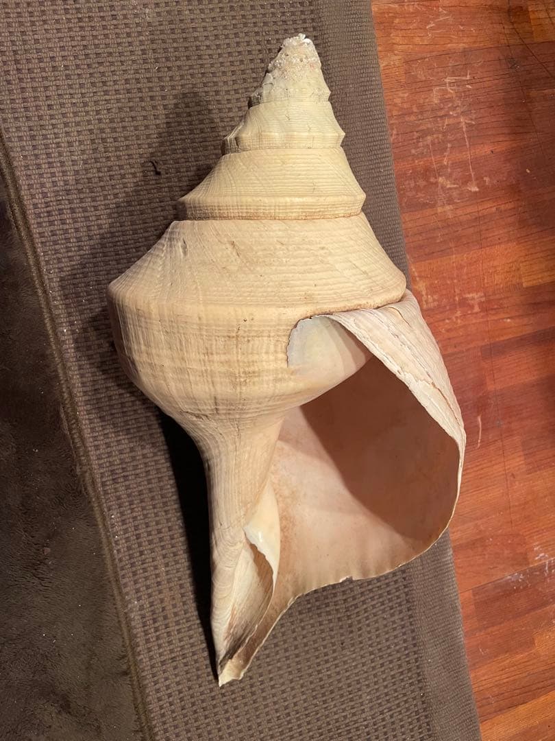 激レア　アラフラオオニシ 希少価値