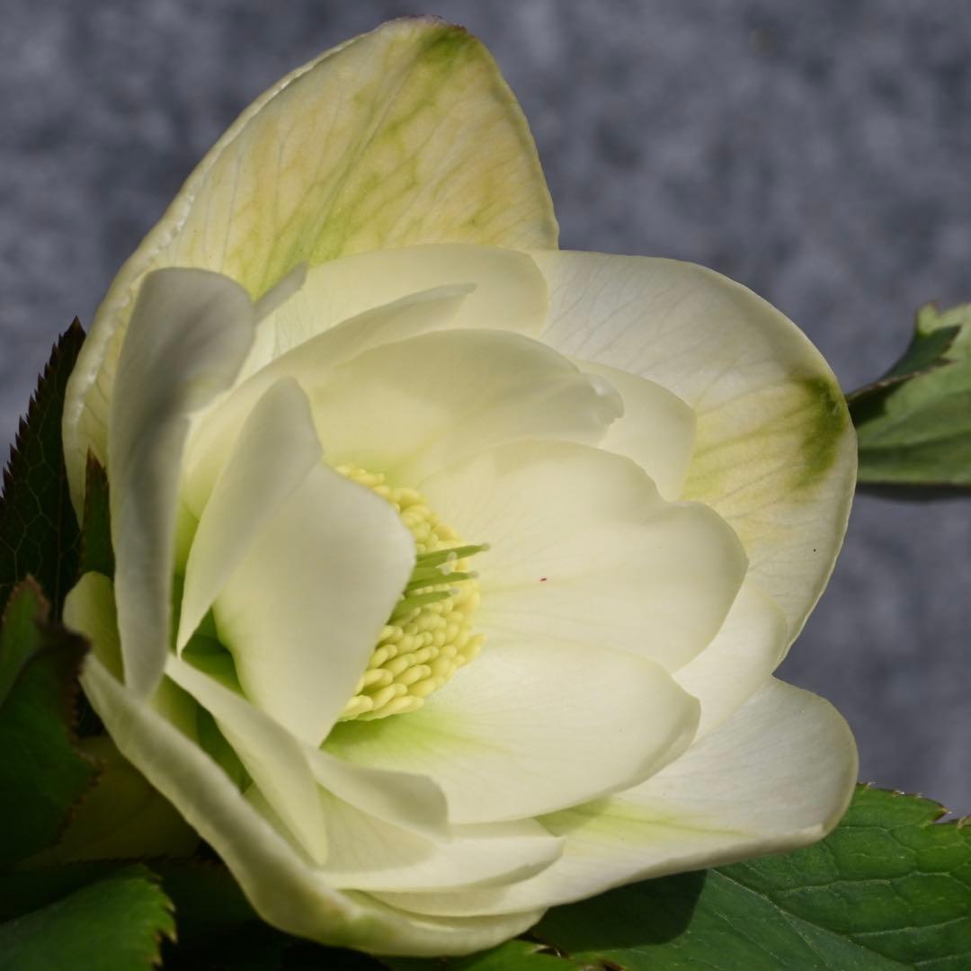 クリスマスローズ グロスホワイトダブル（グロッシー） 開花株