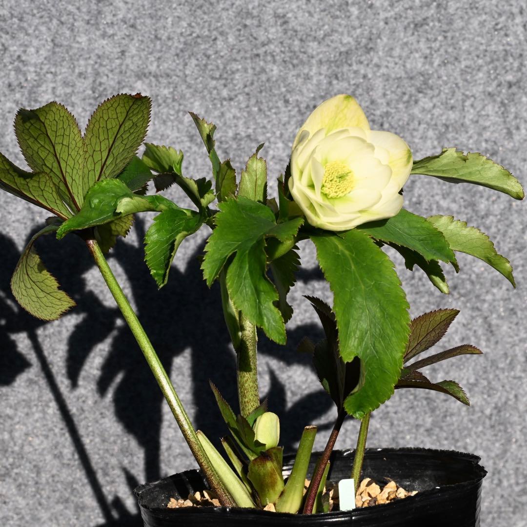 クリスマスローズ グロスホワイトダブル（グロッシー） 開花株