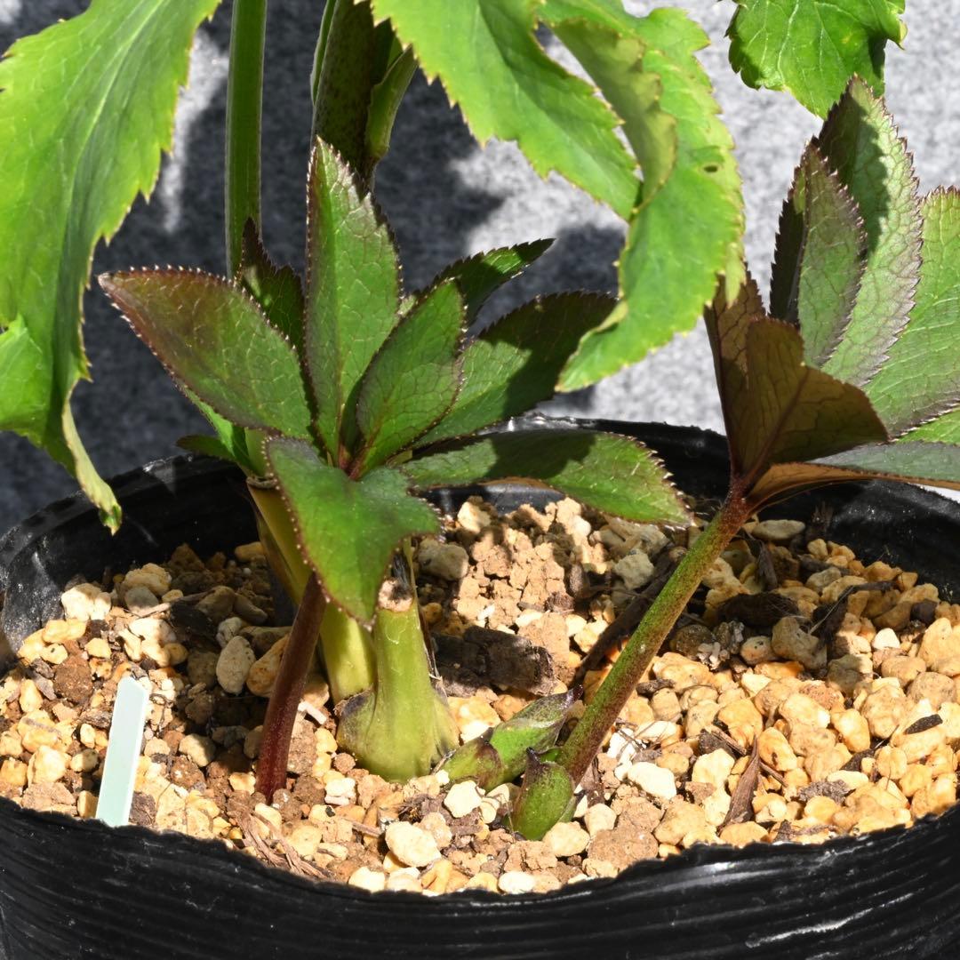 クリスマスローズ グロスホワイトダブル（グロッシー） 開花株