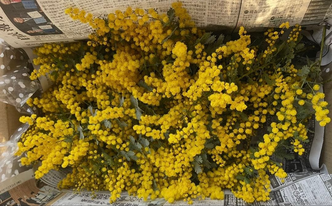 ミモザ ギンヨウアカシア 100サイズ(91㎝)箱 保水あり フレッシュ