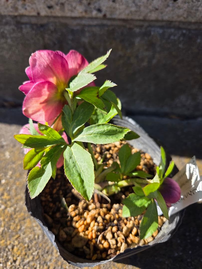 クリスマスローズ　フレグランス