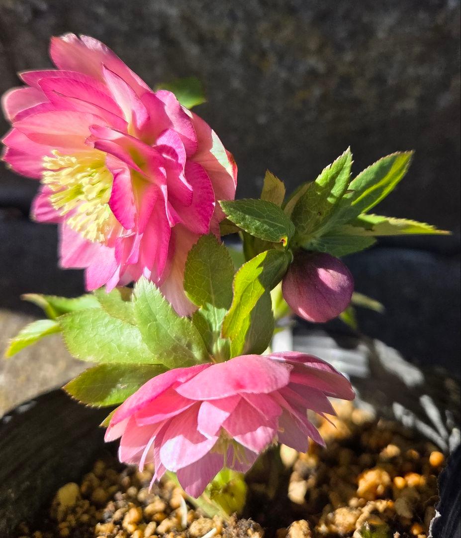 クリスマスローズ　フレグランス