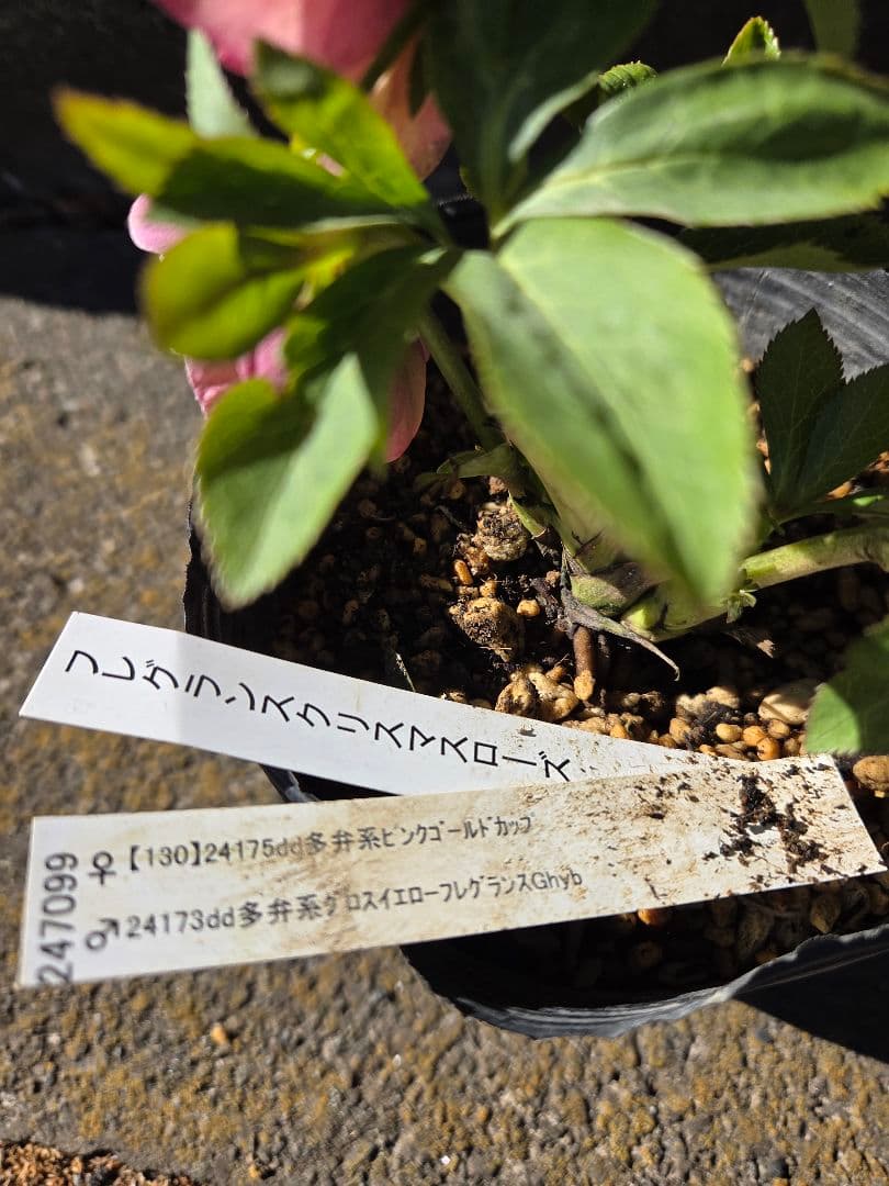 クリスマスローズ　フレグランス