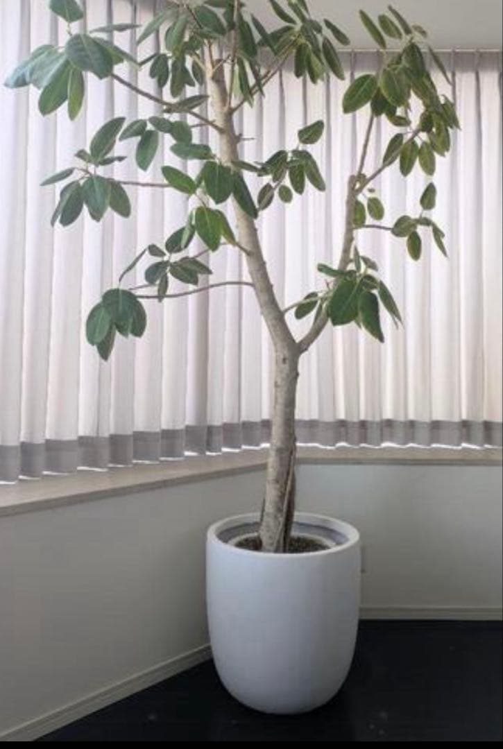 銀座の植物専門店「mokuhon」 大型 植木鉢