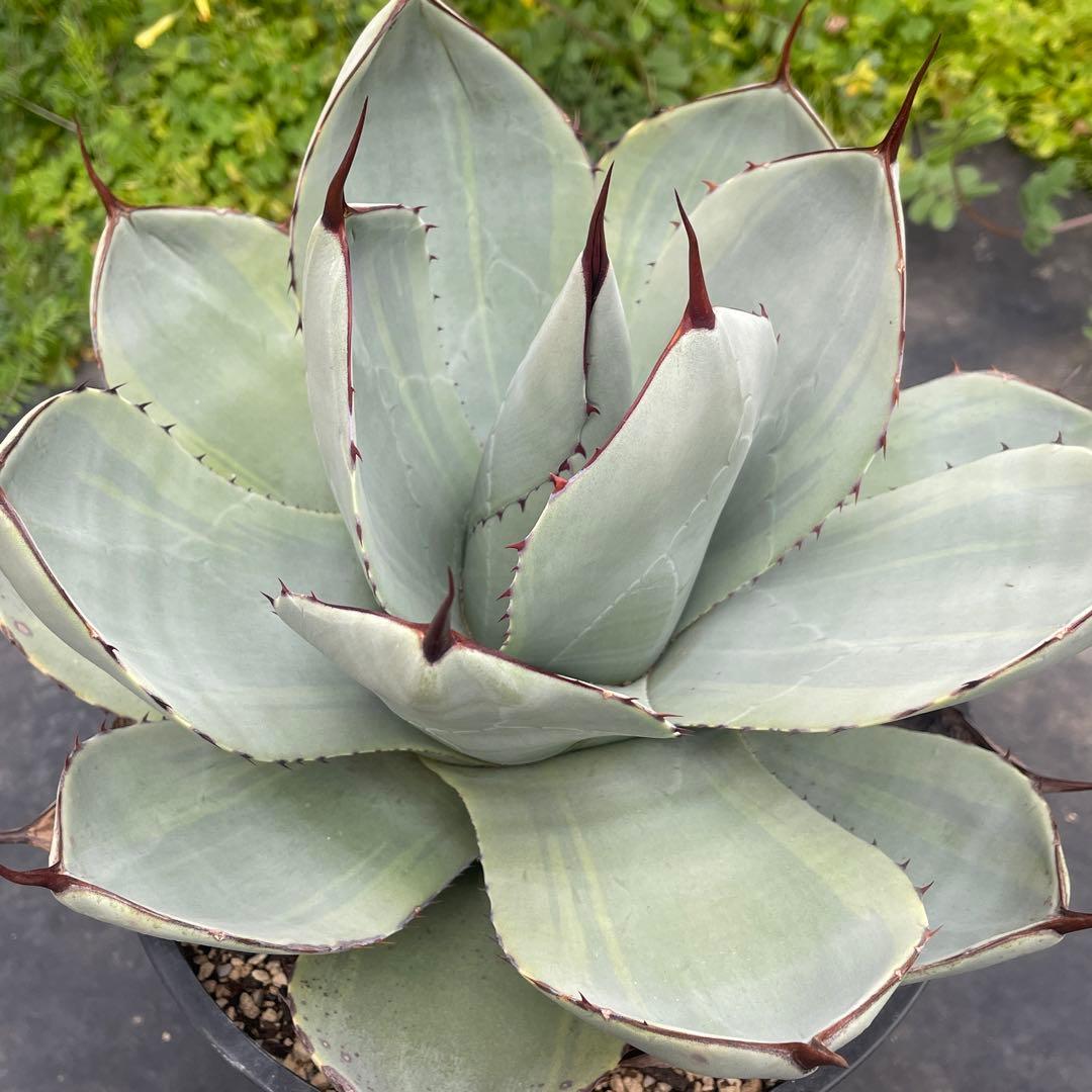 アガベ トランカータ錦 トリカラー ① 斑入り 墨斑 淡斑 - メルカリ