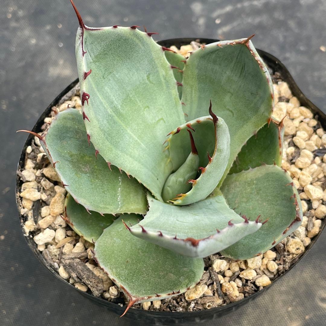 アガベ トランカータ錦 トリカラー ① 斑入り 墨斑 淡斑 - メルカリ