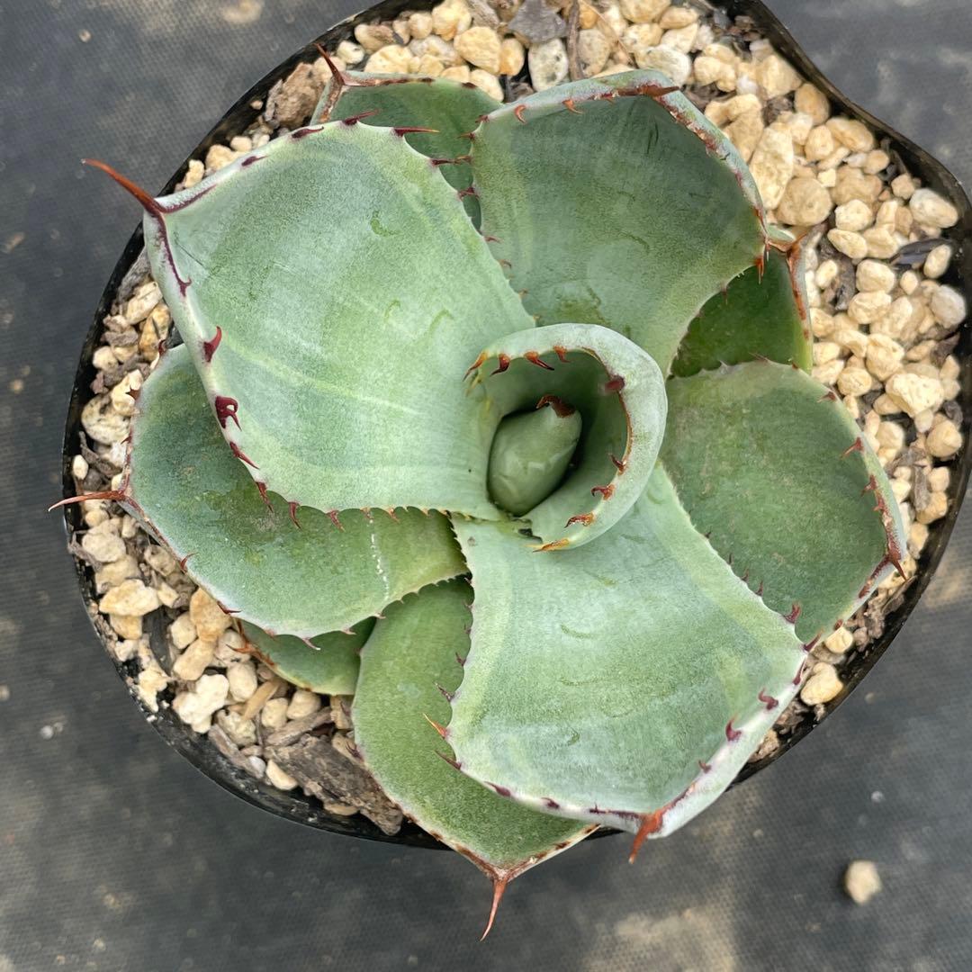 アガベ トランカータ錦 トリカラー ① 斑入り 墨斑 淡斑 - メルカリ