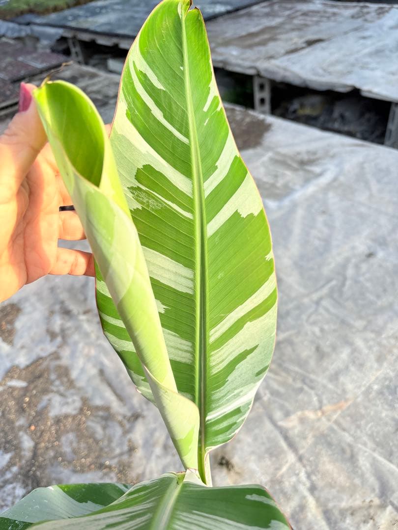 バナナ斑入り　アエアエ