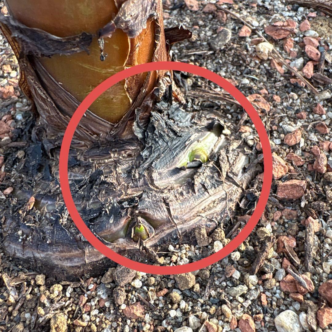 バナナ斑入り　アエアエ