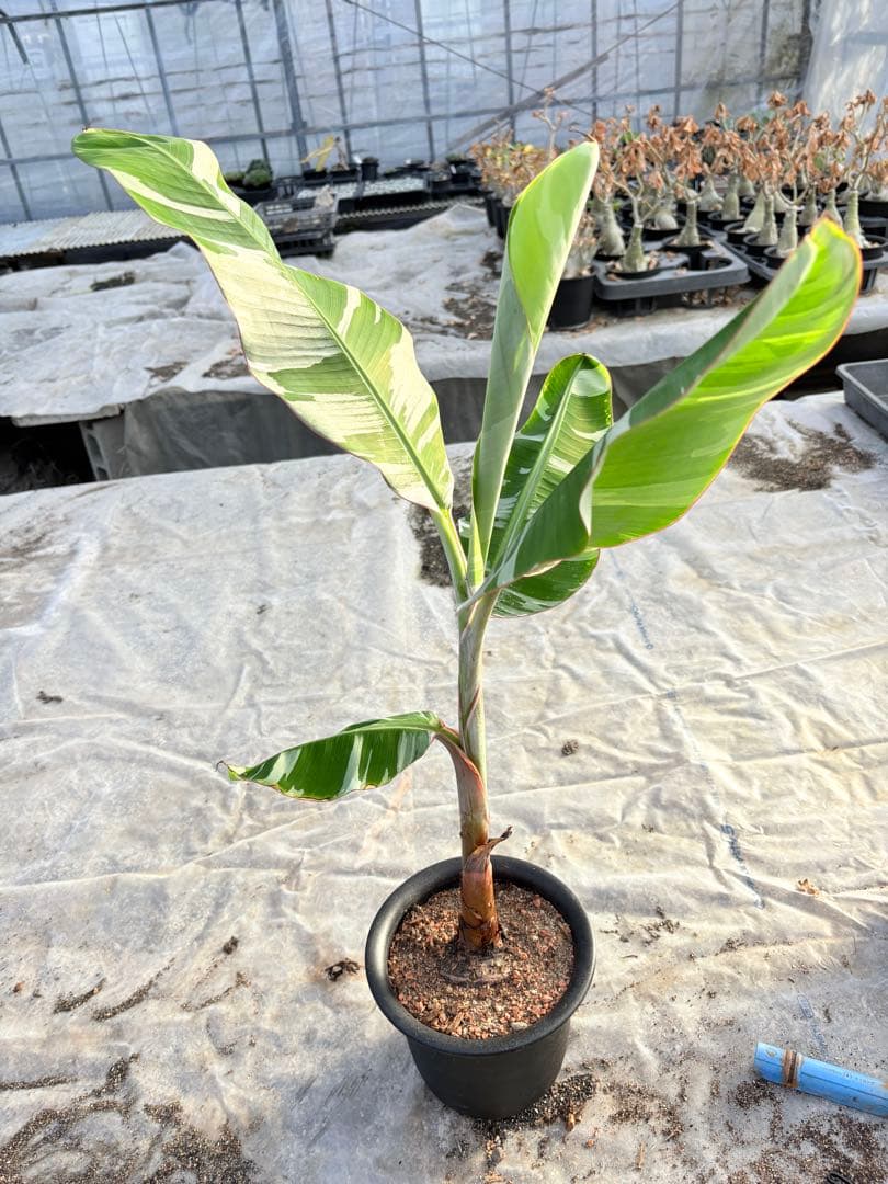 バナナ斑入り　アエアエ