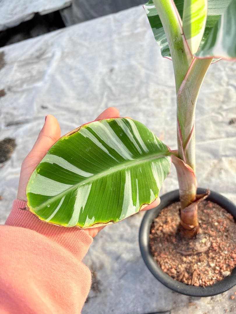 バナナ斑入り　アエアエ