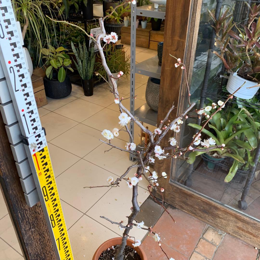 雲竜梅　ウンリュウバイ 8号 3