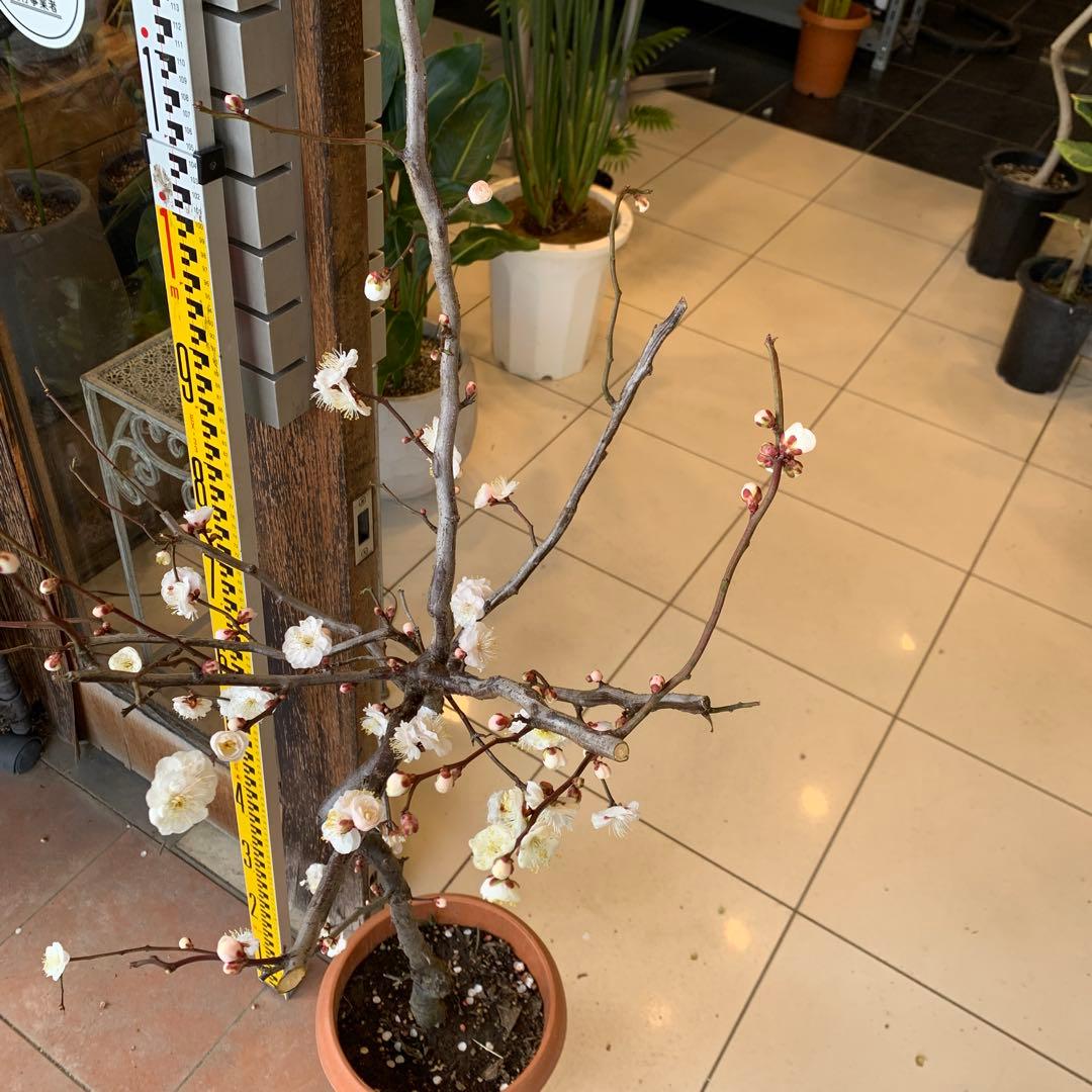 雲竜梅　ウンリュウバイ 8号 3