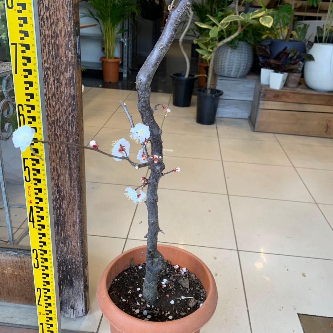 雲竜梅　ウンリュウバイ 8号 3