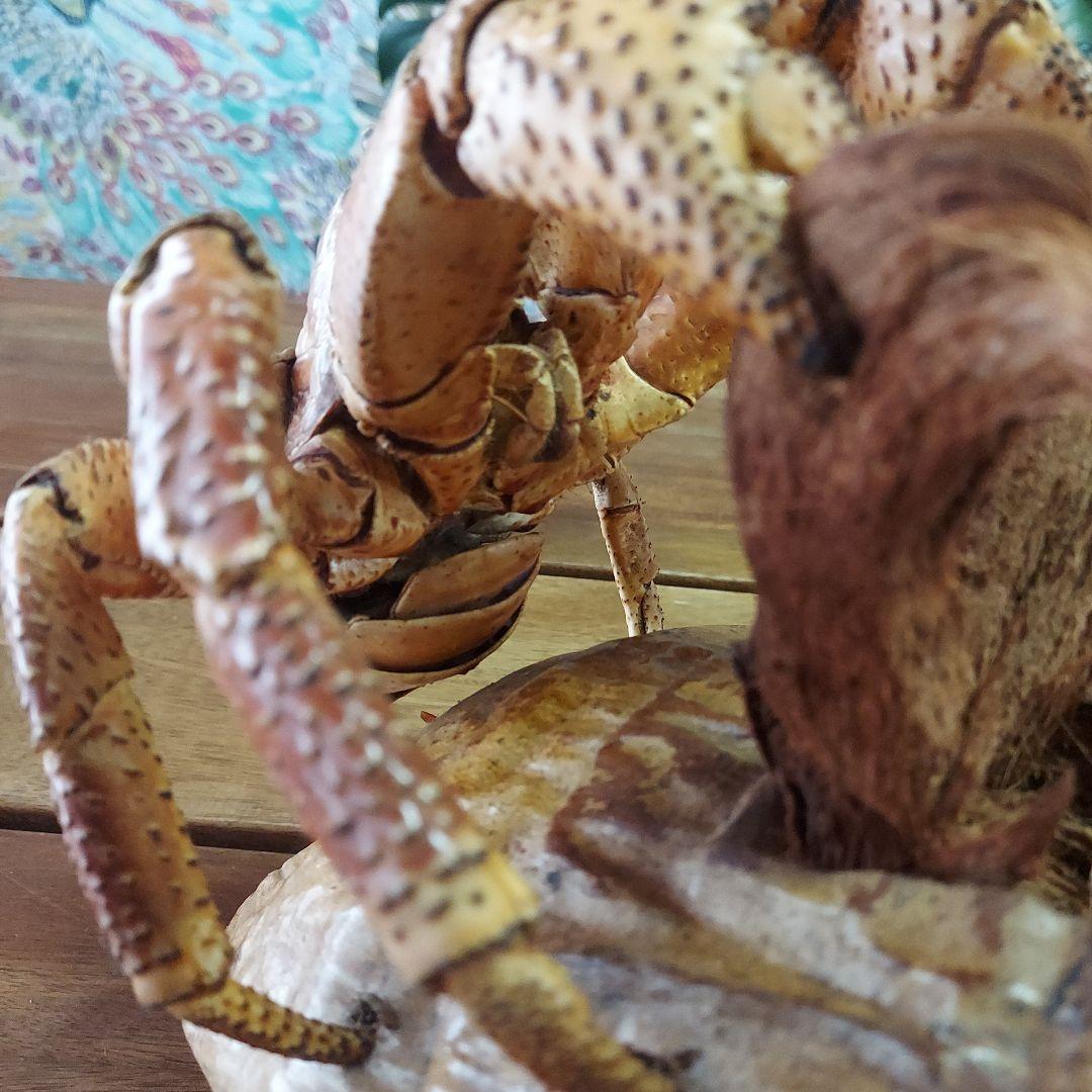 ハワイ　ヤシガニ剥製　ヤシガニとヤシノミ剥製