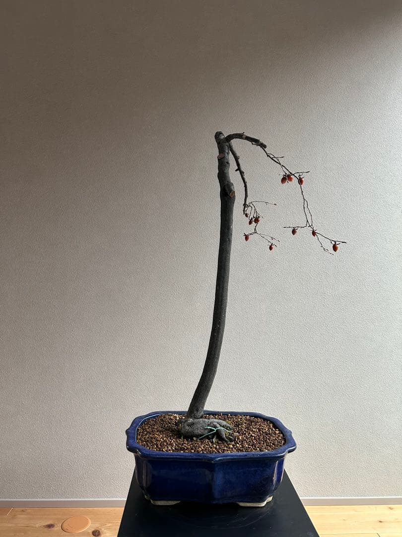 老爺柿　ロウヤガキ　盆栽　小実