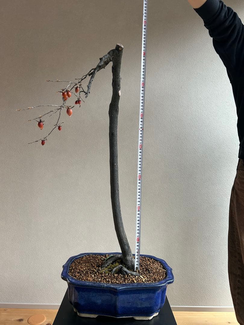 老爺柿　ロウヤガキ　盆栽　小実